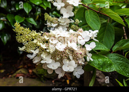 Hydrangea Paniculata white blooms close-up in a garden. Stock Photo