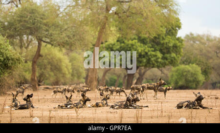 African Wild Dog pack (Lycaon pictus) stirring Stock Photo