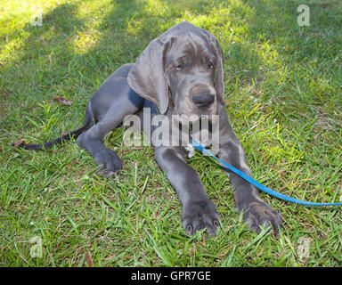 Gray Great Dane puppy laying on the grass that looks sad Stock Photo