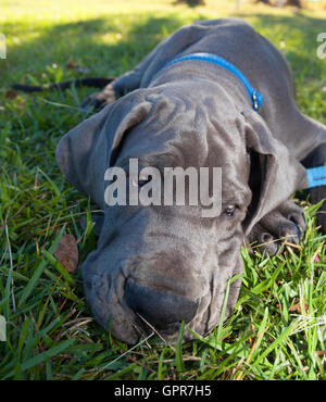 Gray Great Dane puppy that is laying in the grass Stock Photo