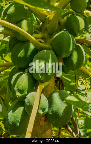Papaya Tree (Carica papaya) Dominica West Indies Stock Photo