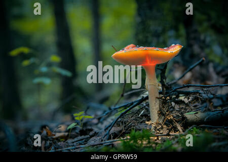Glowing fly agaric mushroom in the dark forest Stock Photo