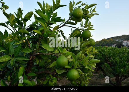 Unripe lemons in a lemon-tree and a blue heaven in background, picture from Croatia. Stock Photo