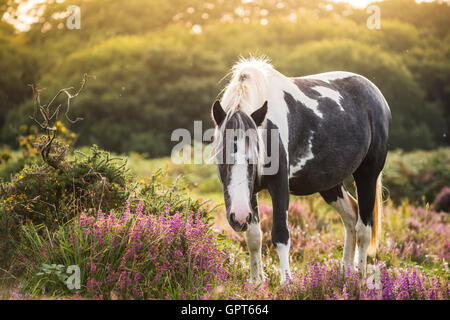 wild pony horse at autumn morning in blooming meadow