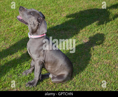 Grey Great Dane puppy taking commands from its owner only seen in shadow Stock Photo