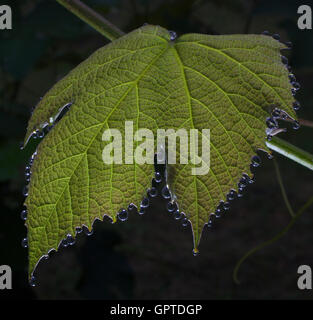 Dew that has collected on a grape leaf in the morning Stock Photo