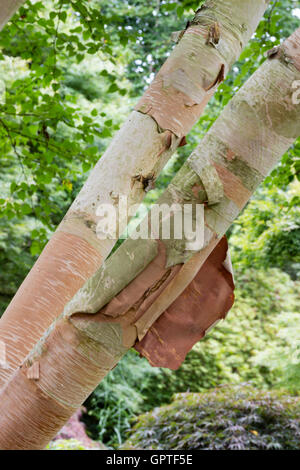 Peeling pink bark of the ornamental birch, Betula ermanii 'Grayswood Hill' Stock Photo