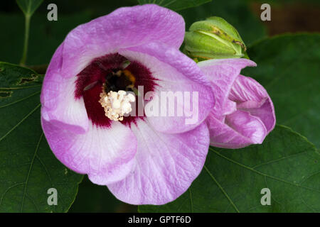 Dark throat and white stamens in the centre of the late flowering shrub, Hibiscus sinosyriacus 'Lilac Queen'. Stock Photo