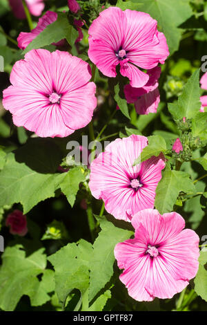 Large pink flowers of the bushy, long flowering annual mallow, Lavatera trimestris 'Silver Cup' Stock Photo