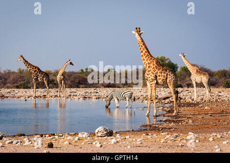 Group of wild animals near a waterhole in the Etosha National Park, in Namibia; Concept for travel in Africa and safari Stock Photo