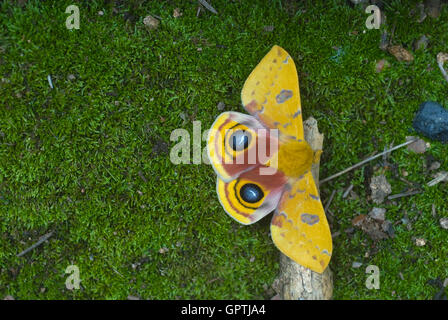 Automeris Io - Male Io Moth -- Yellow Fuzzy Moth on white background ...