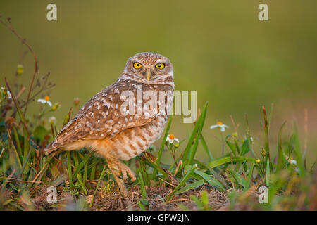 Burrowing Owl (Athene cunicularia), claw up, Florida USA Stock Photo