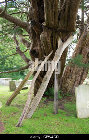 A 1600 year old Yew tree is supported by props in the churchyard of St Mary & St Peter's in the village of Wilmington Stock Photo