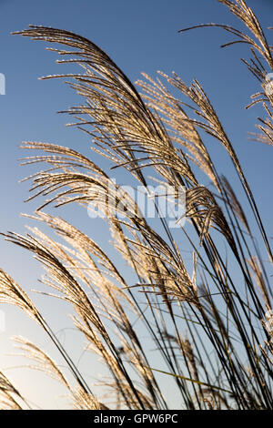Tall grass in Autumn against a clear, blue sky. Stock Photo
