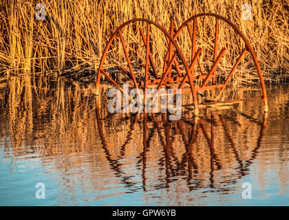A rusty wheel from agricultural harvesting equipment lays to rest partially submerged in a nearby pond surrounded by tall grass Stock Photo