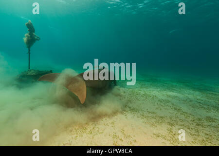 Dugong (dugong dugon) or seacow in the Red Sea. Stock Photo