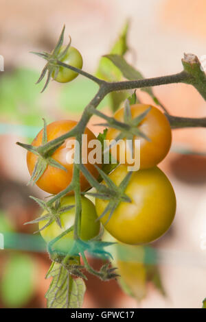 TOMATOES ON THE VINE Stock Photo