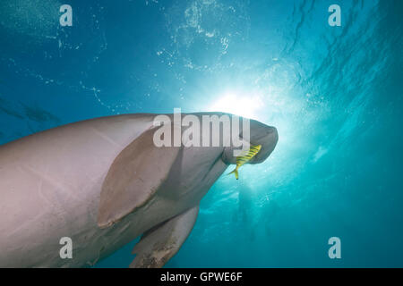 Dugong (dugong dugon) or seacow in the Red Sea. Stock Photo