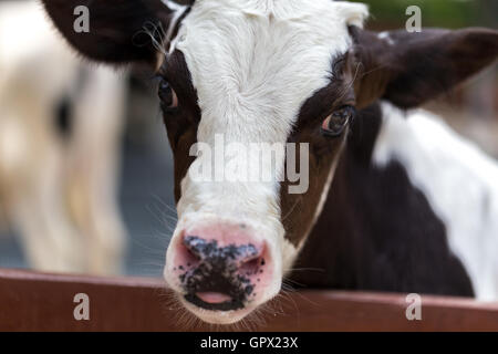 Close-up portrait shot of calf or cow. Stock Photo