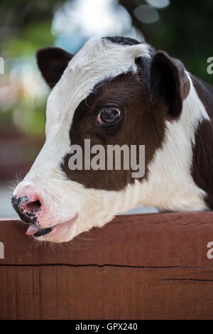 A closeup shot of the cow in the farm Stock Photo - Alamy