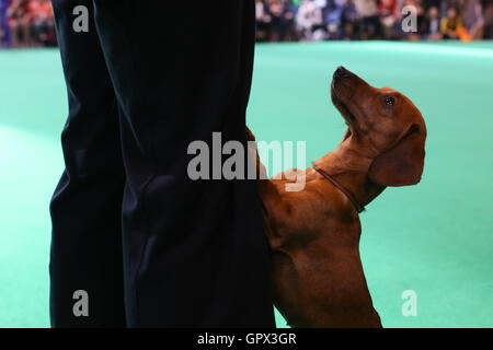 A miniature dachshund looks up towards it's handler at Crufts 2016 held at the NEC in Birmingham, West Midlands, UK. The world's Stock Photo