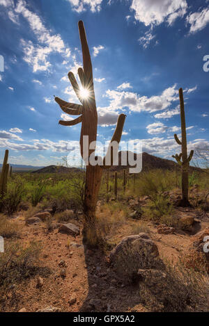 Saguaro Cactus at sunset in Sonoran Desert, Arizona Stock Photo - Alamy