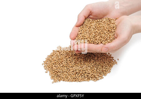 grain in hand on white background Stock Photo