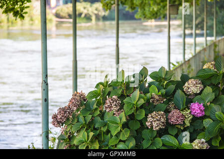 blooming bush pink hydrangeas on the background river Stock Photo