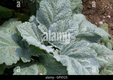 Silver Sage plant in garden (Salvia argentea) - USA Stock Photo