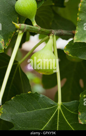 Figs growing on stem (Ficus carica) - USA Stock Photo