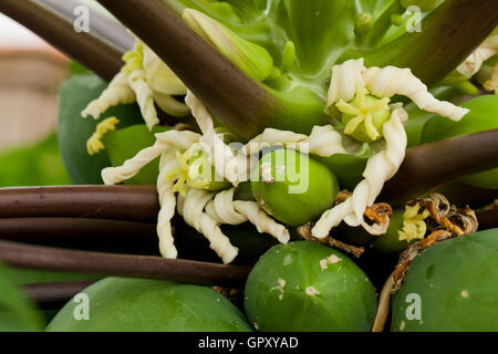 Female flower of Carica papaya Stock Photo