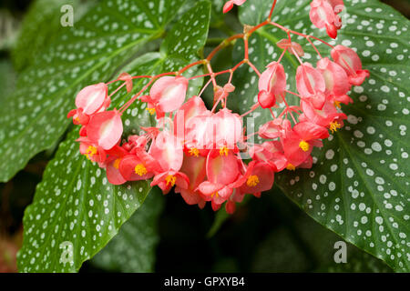 Juanita's Jewell Begonia flowers - USA Stock Photo