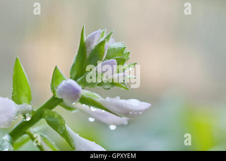 Hosta flower buds - USA Stock Photo