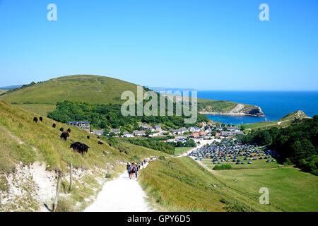 View looking down the hillside towards the cove with cows on the left hand side, Lulworth Cove, Dorset, England, UK, Europe. Stock Photo
