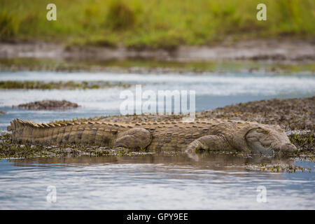 Side view full length Nile Crocodile lying on the edge of the water Stock Photo