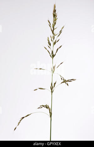 False oat-grass or onion couch, Arrhenatherum eltius, inflorescence, June Stock Photo
