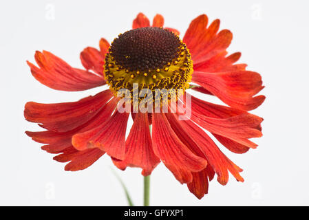 Sneezeweed, Helenium 'Moorheim Beauty' orange-red flower of this perennial garden plant Stock Photo