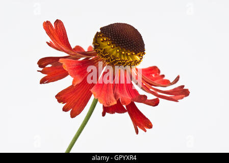 Sneezeweed, Helenium 'Moorheim Beauty' orange-red flower of this perennial garden plant Stock Photo