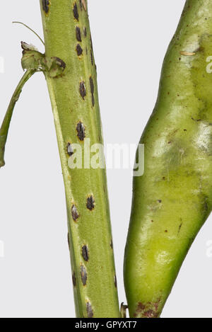 Faba or broad bean rust, Uromyces viciae-fabae, pustules lesions on a broad bean stem, August Stock Photo