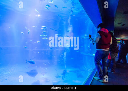 People standing by massive window looking, and one taking pictures at various types of fish in the huge Pacific Ocean tank at Osaka Aquarium, Kaiyukan
