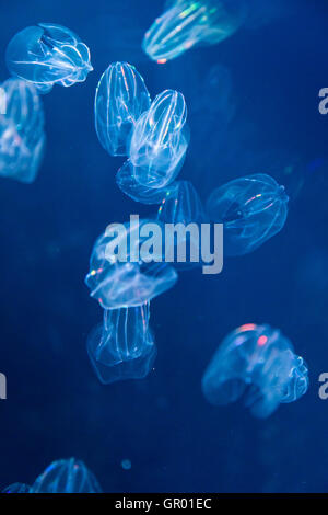 Japan, Osaka Aquarium, Kaiyukan. Interior. Self-illuiminating jellyfish, swimming and flashing pulsating coloured lights, in darkened deep water tank. Stock Photo