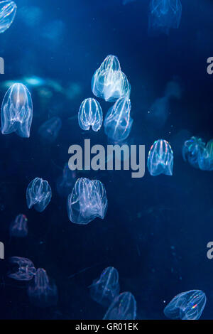 Japan, Osaka Aquarium, Kaiyukan. Interior. Self-illuiminating jellyfish, swimming and flashing pulsating coloured lights, in darkened deep water tank. Stock Photo