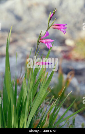 Field or Italian Gladiolus - Gladiolus italicus Common Mediterranean Flower Stock Photo