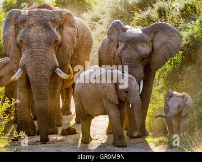 Four Generations Of African Elephant (Loxodonta Africana) Stock Photo
