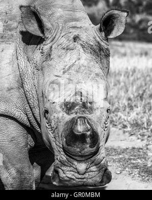 Gritty Rhinoceros (Ceratotherium simum) in Monochrome Stock Photo