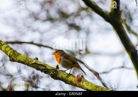 This Robin was sitting on the branch of a tree singing  in Christie Park Coleraine Stock Photo