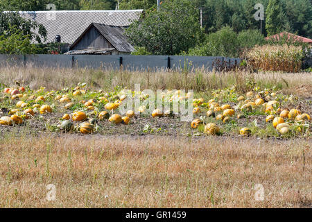 Rural field full of ripe pumpkins. Autumn farm harvest. Stock Photo