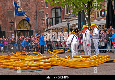 Cheeses are spread out on the Waagplein (the main square) after checked out for quality, at.the Alkmaar Cheese Market Stock Photo