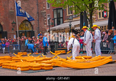 Cheeses are spread out on the Waagplein (the main square) after they are checked out for quality.at the Alkmaar Cheese Market Stock Photo