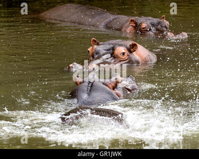 An Aggressive Approach From A Bull Hippo (Hippopotamus amphibius) By Splashing Stock Photo